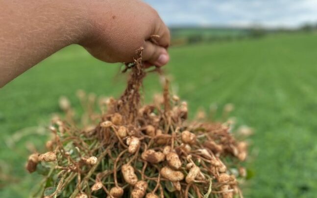 Com atraso por conta das chuvas irregulares, produtores passam a virada do ano plantando amendoim