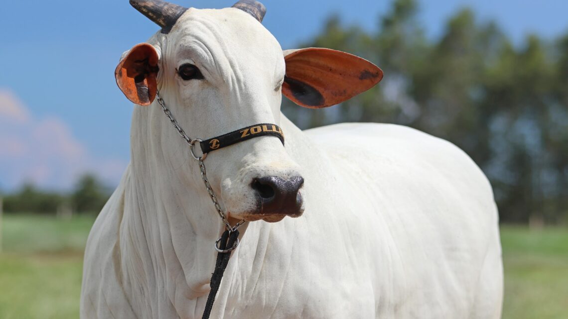 AgroZoller inicia o ano com leilão de animais Nelore e Nelore Mocho