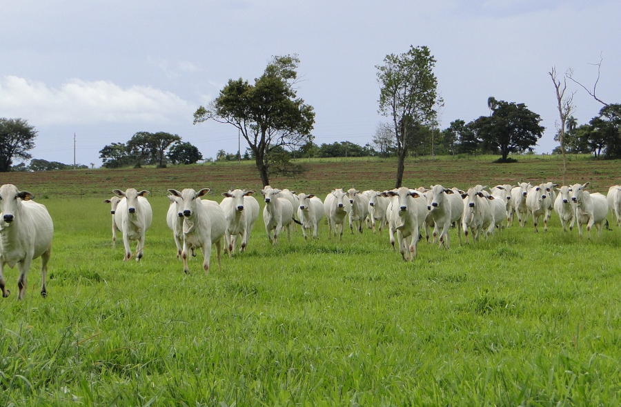 Aplicativo que facilita compra e venda de gado cresce com bandeira do bem-estar animal