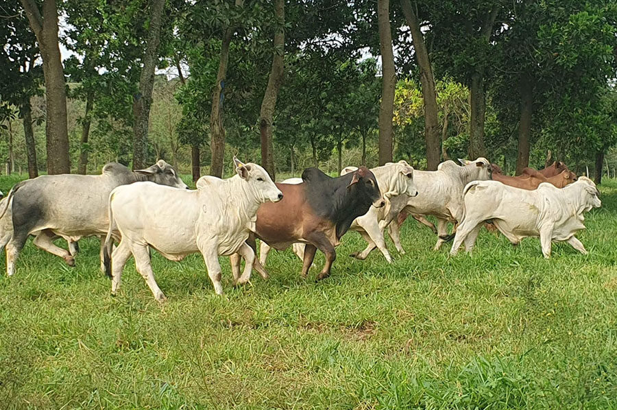 Protocolos de produção de carne reduzem em até 15% a emissão de gás de efeito estufa