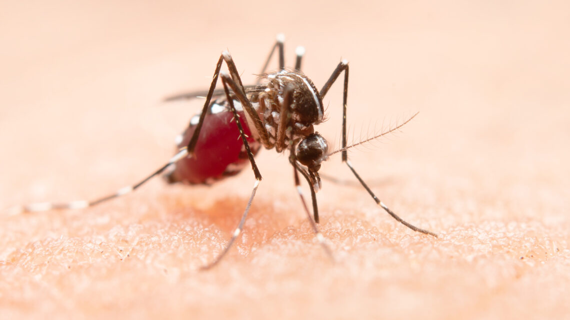 Entenda por que hemorragia não é o principal sintoma da dengue grave