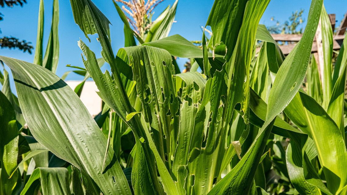 Estratégias para o controle de pragas agrícolas e a indução de resistência: uma conversa necessária para a agricultura