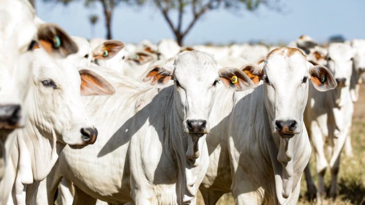 Veterinário destaca a importância do controle parasitário em bovinos