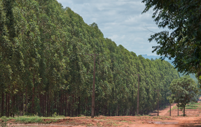 Arauco abre processo seletivo paraoperação Florestal no Mato Grosso do Sul