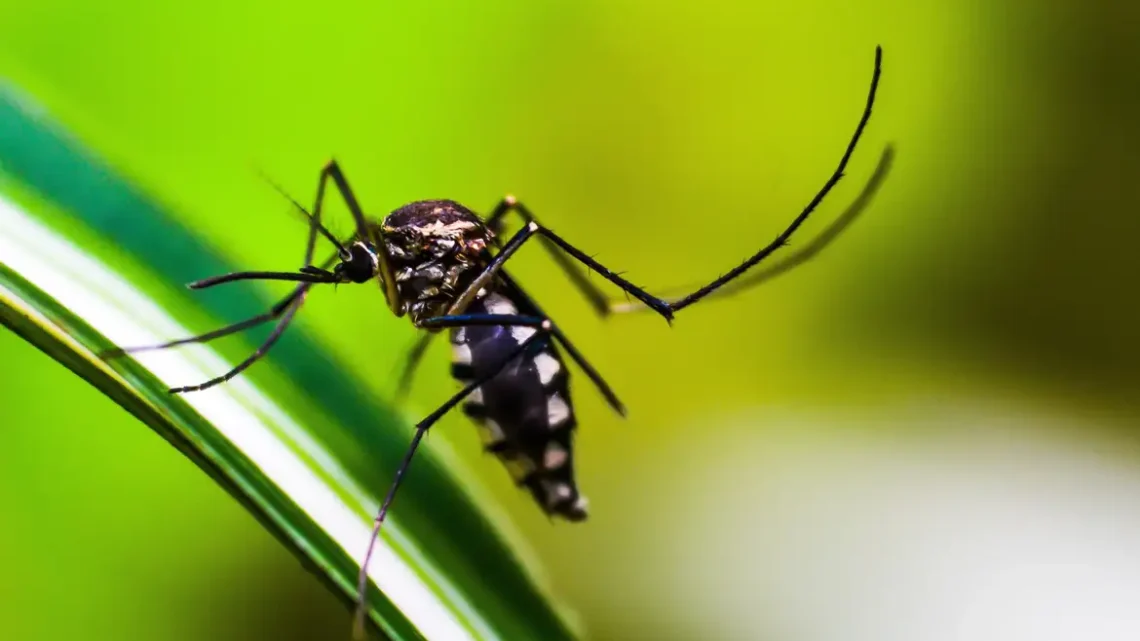 Primeiro na vacinação em massa contra dengue, Dourados tem Dia D