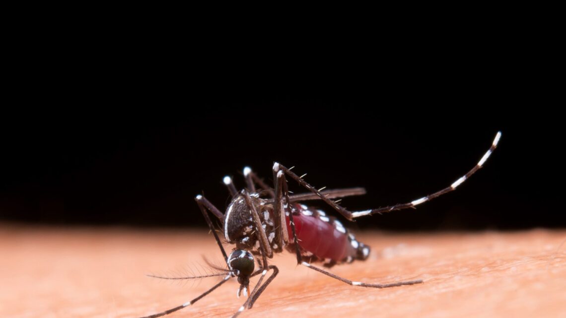 Aprenda a diferenciar os sintomas da dengue e da gripe