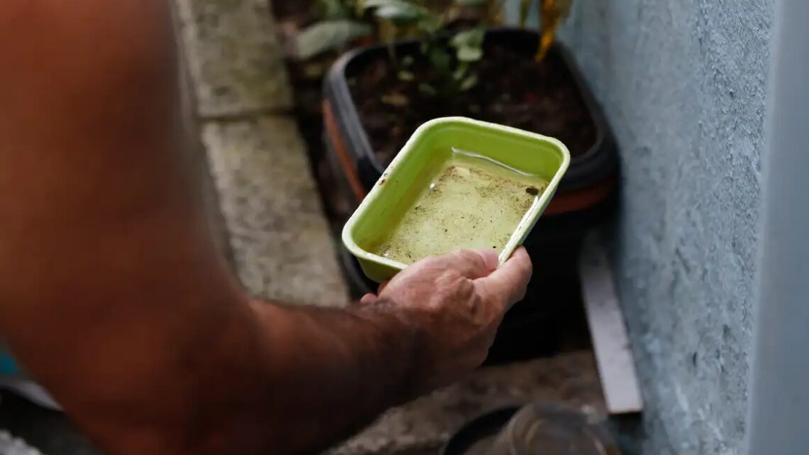 Dicas simples podem livrar sua casa dos focos da dengue e se prevenir contra doença