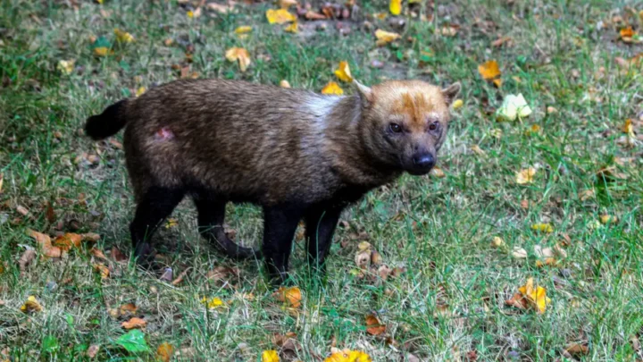 Ameaçado de extinção, cachorro-vinagre é flagrado em parque no Amapá