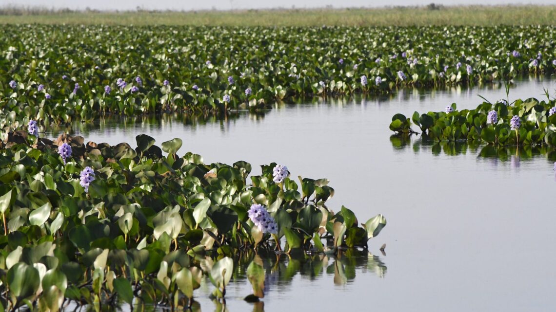 Governo de MS abre processo seletivo com 29 vagas para a àrea de gestão de recursos naturais