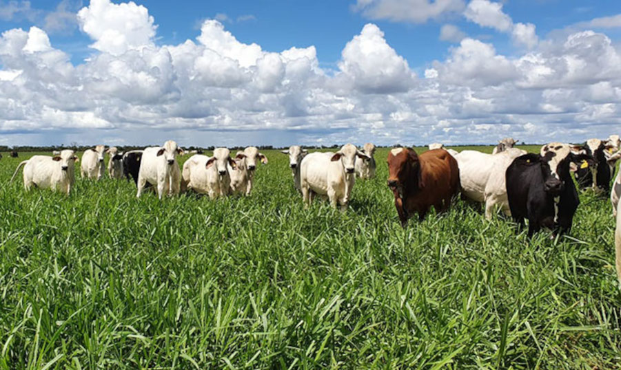 Embrapa valida diretrizes técnicas para produção de Carne Baixo Carbono (CBC)