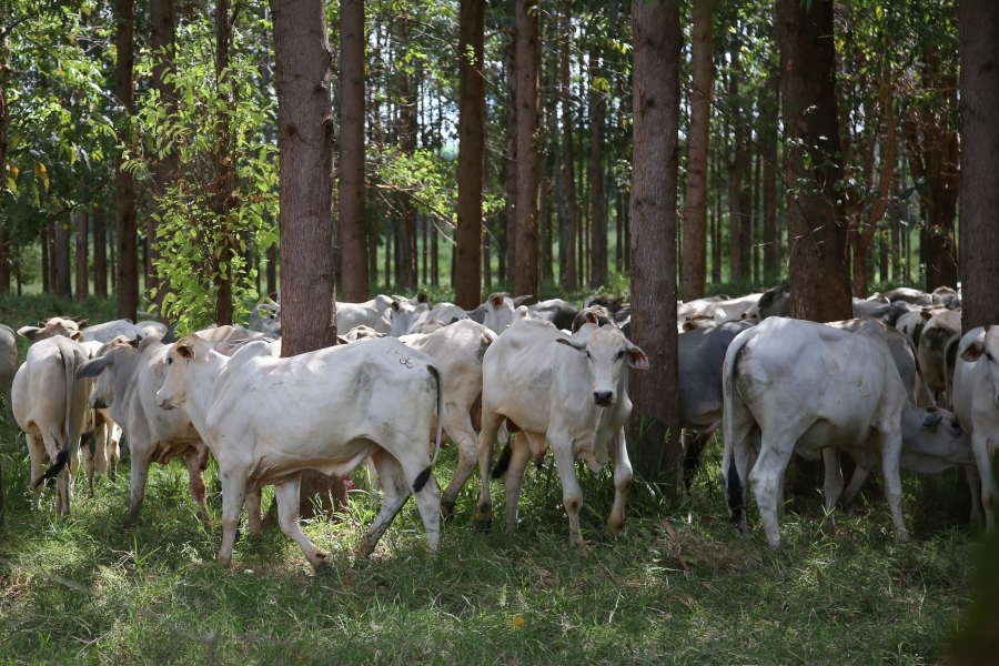 Asbia é representada no 4° Seminário de Direito Animal da UFPR