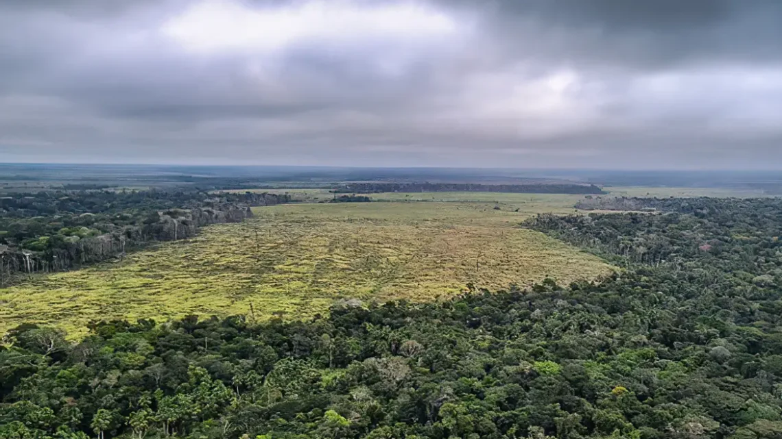 Entenda como o mau uso da floresta compromete a vida no planeta