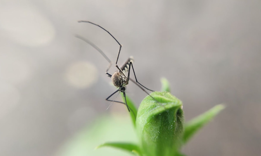 Aedes aegypti: 5 curiosidades e dicas para combater a dengue