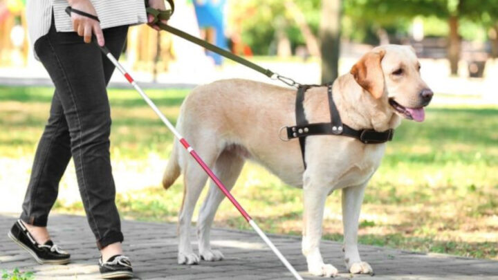 Dia do Cão-Guia será comemorado em 24 de abril