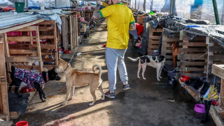 Animais domésticos continuam sendo resgatados de áreas alagadas no RS