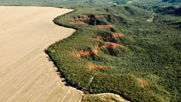 Área desmatada no Brasil cai 11,6%, Cerrado concentra mais da metade