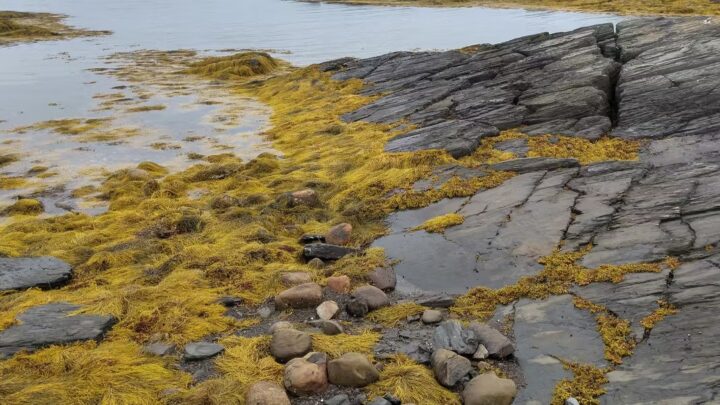 Algas marinhas na agricultura: importantes aliadas diante dos desafios climáticos