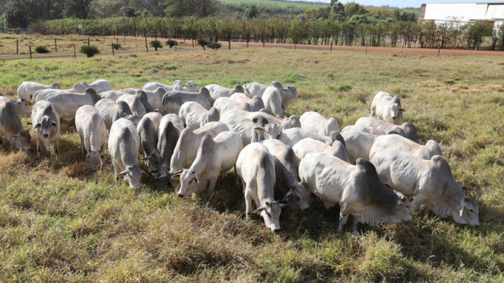 26º Megaleilão ofertará 500 touros Nelore CFM no dia 8 de agosto, em Campo Grande