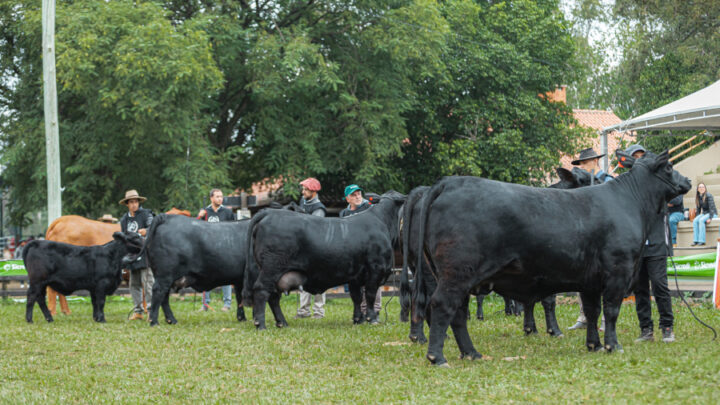 ExpoBrangus 2024 terá intensa programação e leilão com mais de 150 ventres