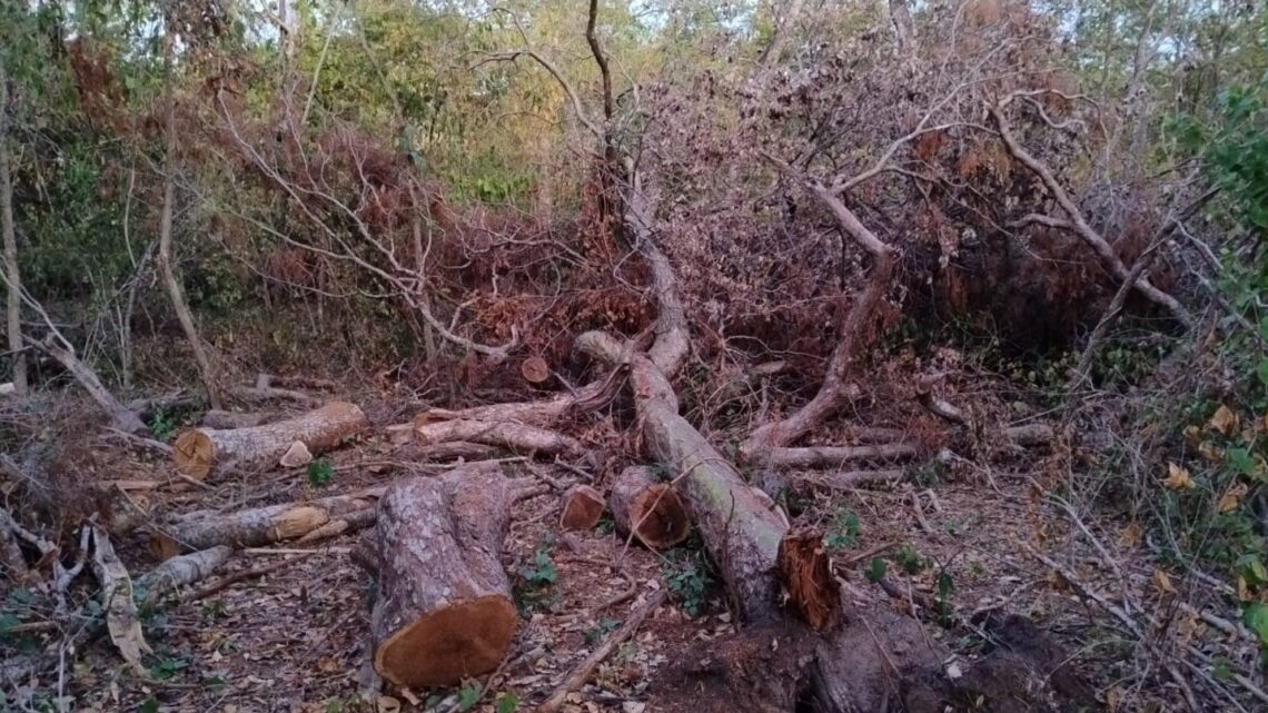 Fiscalização Ambiental Constata Exploração Ilegal de Vegetação Nativa em Assentamento