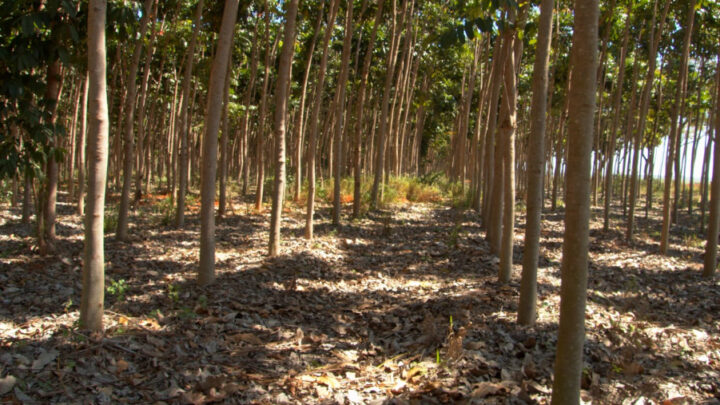 Reflorestamento comercial reduz CO2 e ganha destaque no planejamento ambiental brasileiro