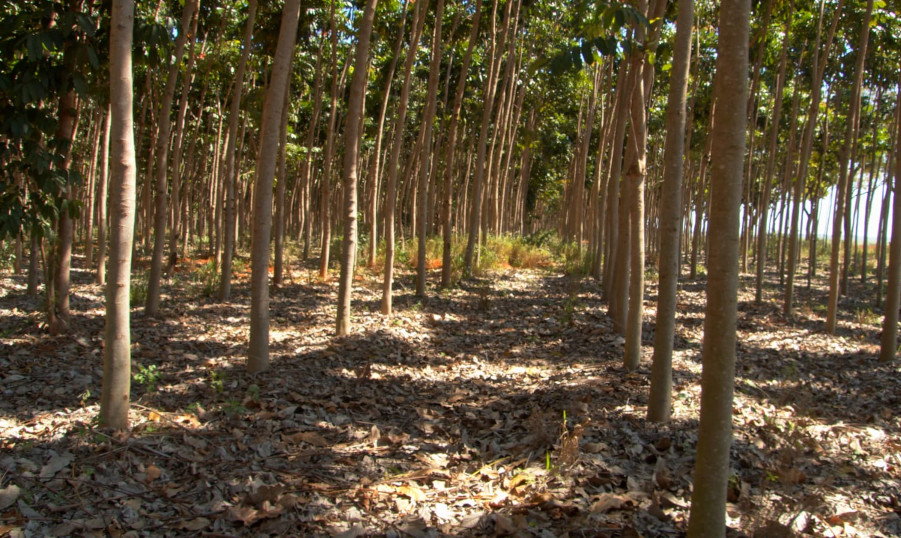 Reflorestamento comercial reduz CO2 e ganha destaque no planejamento ambiental brasileiro