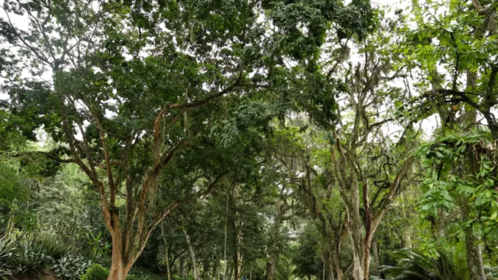 Jardim Botânico planta mudas de cinco espécies em Dia do Ambiente