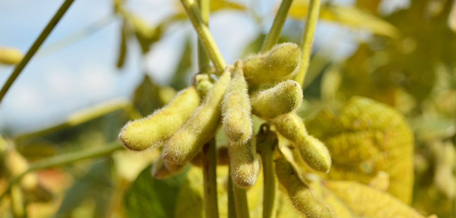 Boletim de Pautas da Empresa Brasileira de Pesquisa Agropecuária, Embrapa