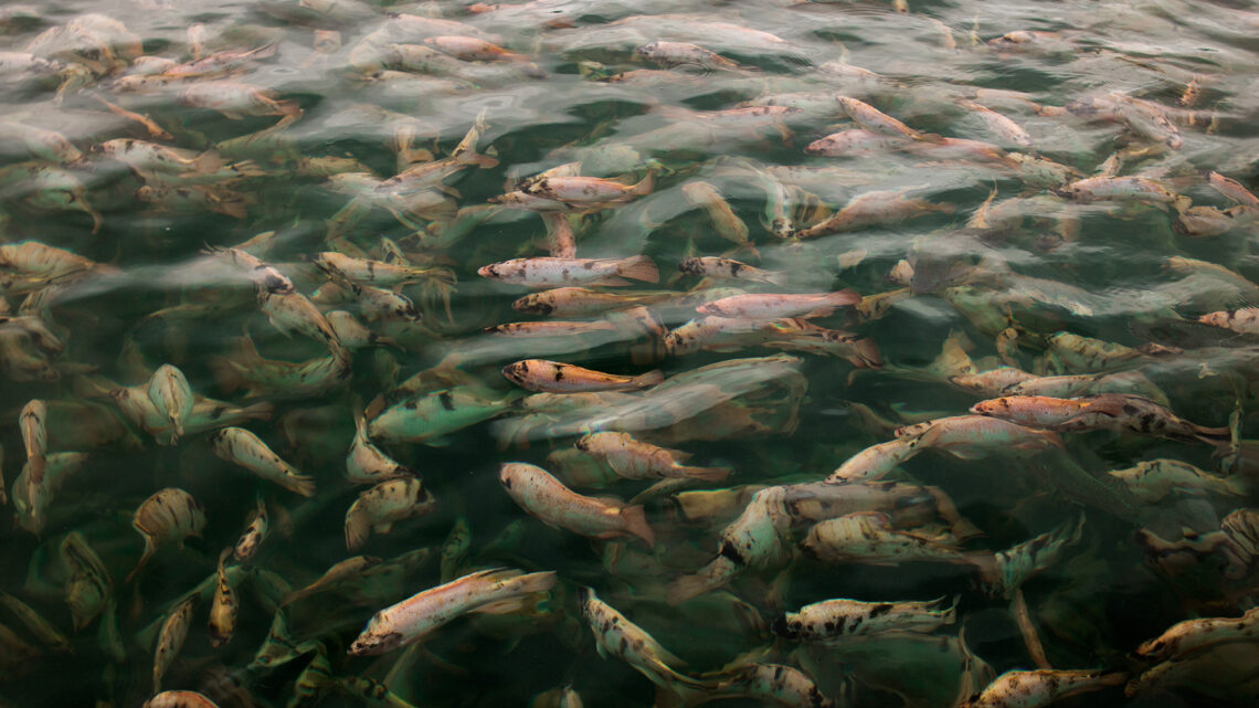 Fider Pescados discute o futuro da produção de peixes de cultivo no SIAVS