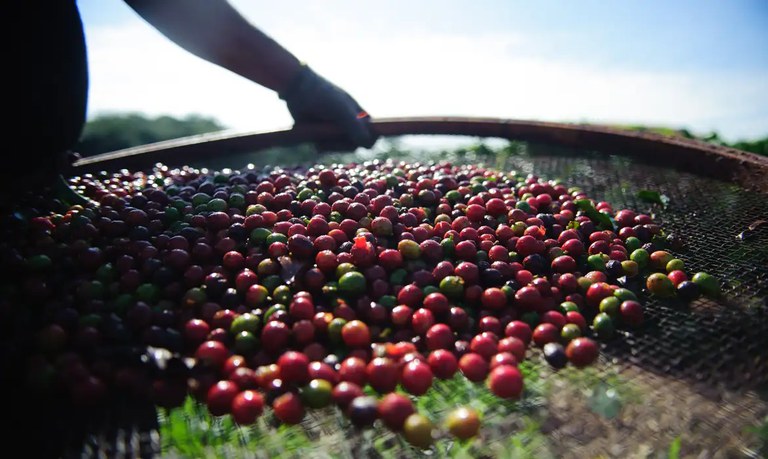 Produção mundial de café foi estimada em 176,2 milhões de sacas de 60kg para a safra 2024–2025