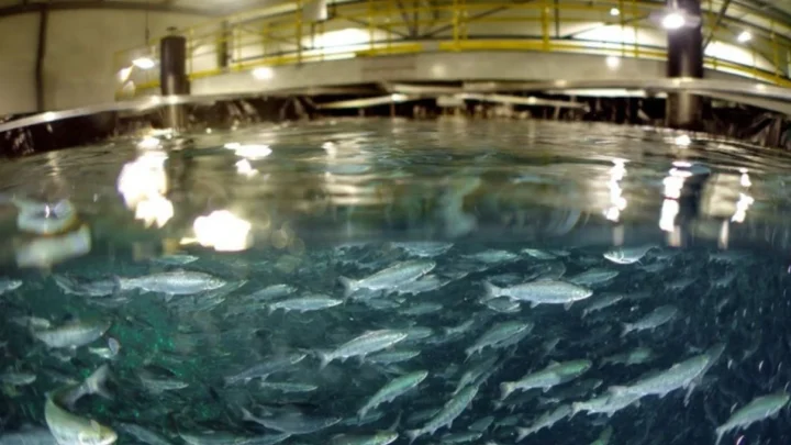 JBS (JBSS3) investe R$ 400 milhões para ampliar produção de salmão na Austrália
