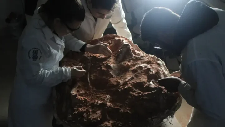 Fóssil encontrado no Rio Grande do Sul vai ajudar a entender a origem dos dinossauros