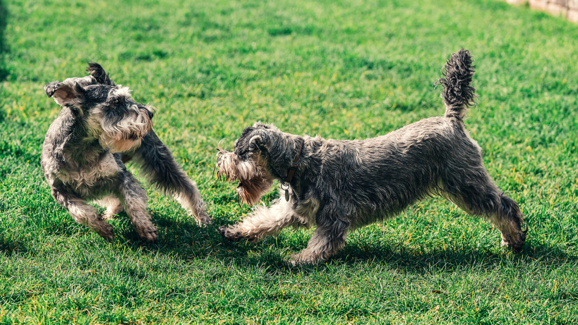 Vetoquinol apoia o 3º Curso Intensivo de Dermatite Atópica Canina – Foco no Tratamento