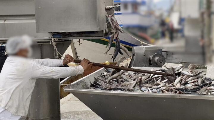 Ministério Público e Ibama recebem denúncias de pesca da tainha em período de reprodução