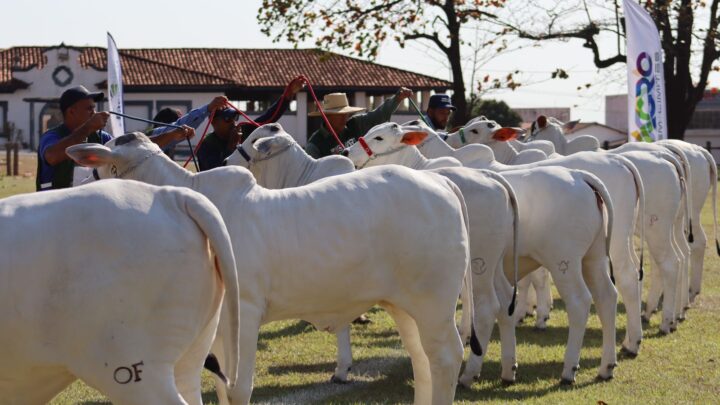 Agro: exposição de bovinos, esportes equestres e palestras técnicas movimentam a 2ª Agro Sem Limites, em setembro