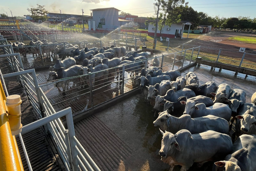 Circuito Nelore de Qualidade avaliou 414 machos na etapa realizada em Igarapé do Meio (MA)