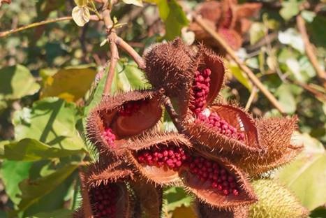 “SBT Agro” destaca cultivo do urucum, expansão da produção de açaí e mais neste domingo