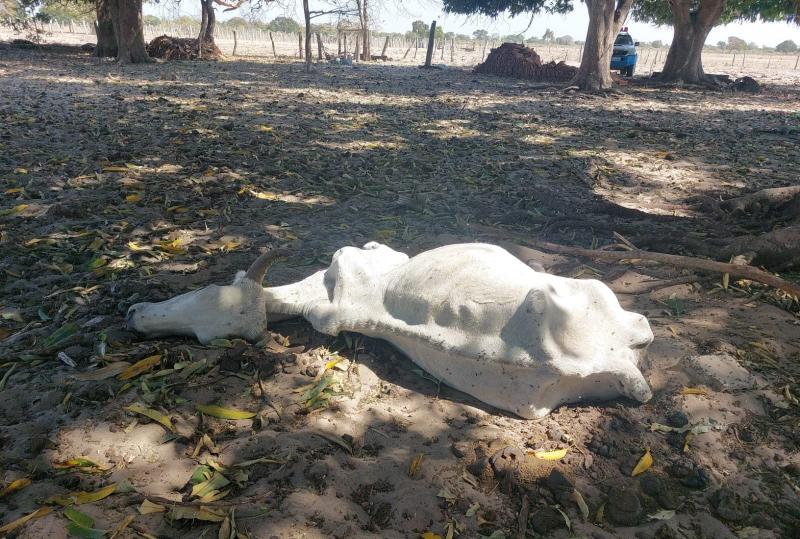 POLÍCIA MILITAR AMBIENTAL INVESTIGA RESPONSÁVEL POR GADO ABANDONADO EM FAZENDA ÀS MARGENS DO RIO TAQUARI