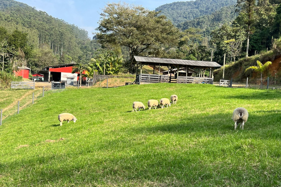 Para ovinocultura de sucesso, investir em cercamento de qualidade é fundamental 