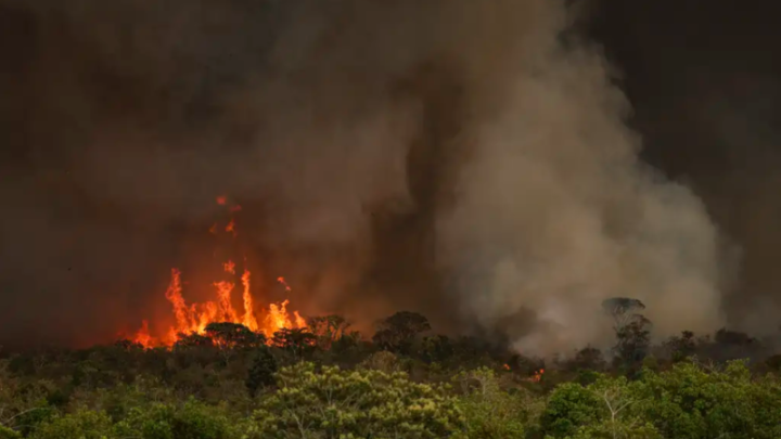 Recuperação do solo após incêndios. O que os produtores rurais devem fazer? 