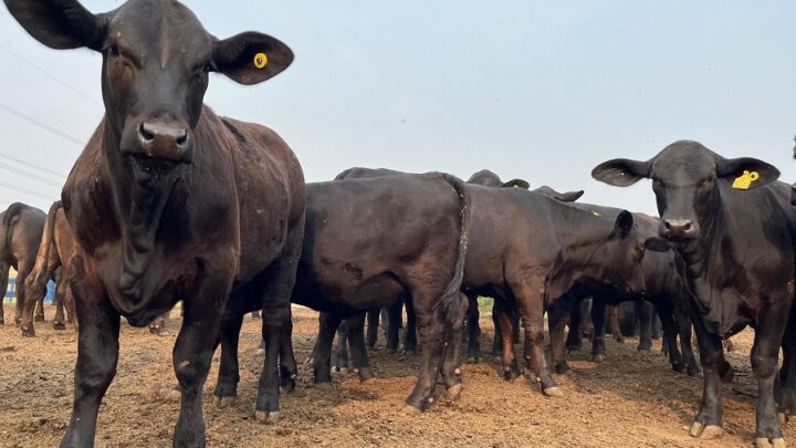 Prova inédita de eficiência alimentar em fêmeas terá resultados divulgados nesta sexta-feira (25/10)