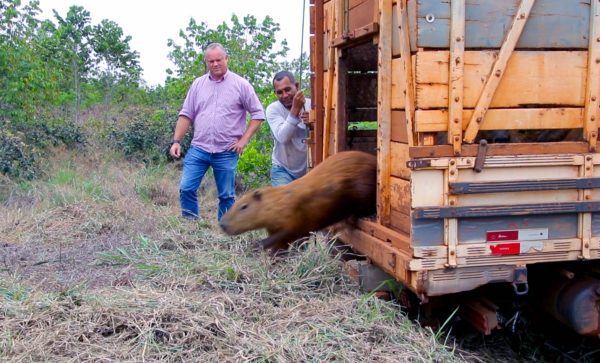 Prefeitura leva 44 capivaras da Lagoa Maior para o Parque Natural do Pombo. Entenda