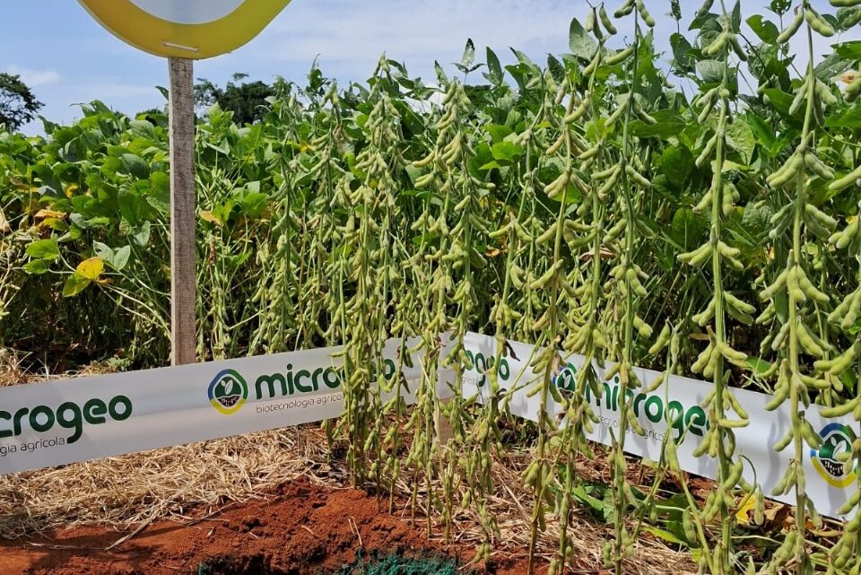 Clima desafiador no Cerrado: Como o manejo adequado pode mitigar os impactos na soja