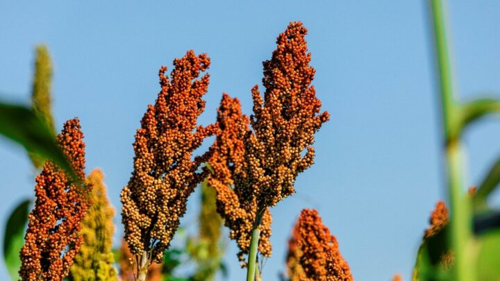 Sempre AgTech lança híbrido de sorgo com ciclo superprecoce e tolerante a estresse hídrico