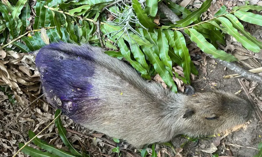 Polícia investiga morte de capivaras na zona oeste do Rio