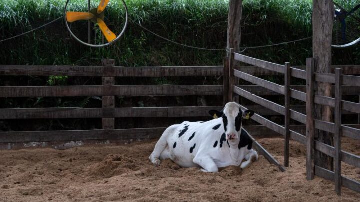 SINDILAT/RS lança cartilha com orientações para o bem-estar animal no verão, em parceria com a UPF