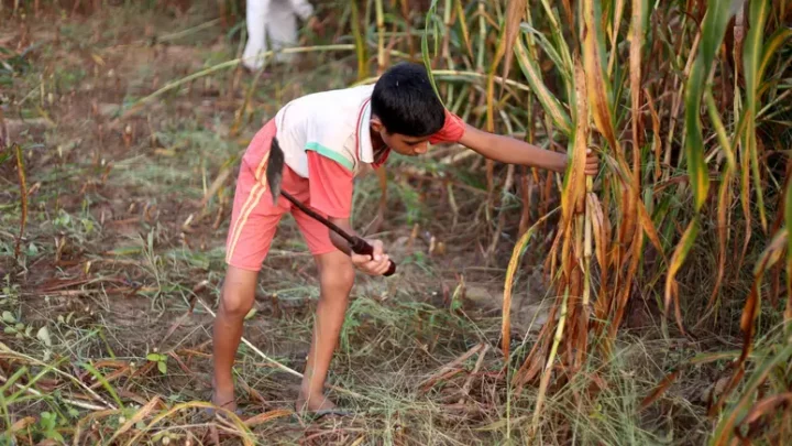 Brasil tem 586 mil crianças e adolescentes exercendo as piores formas de trabalho infantil; índice é o menor já registrado