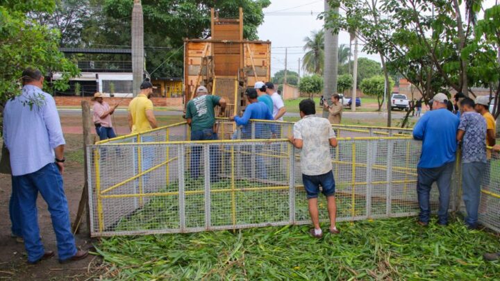 Prefeitura leva mais 21 capivaras da Lagoa Maior para o Parque Natural do Pombo