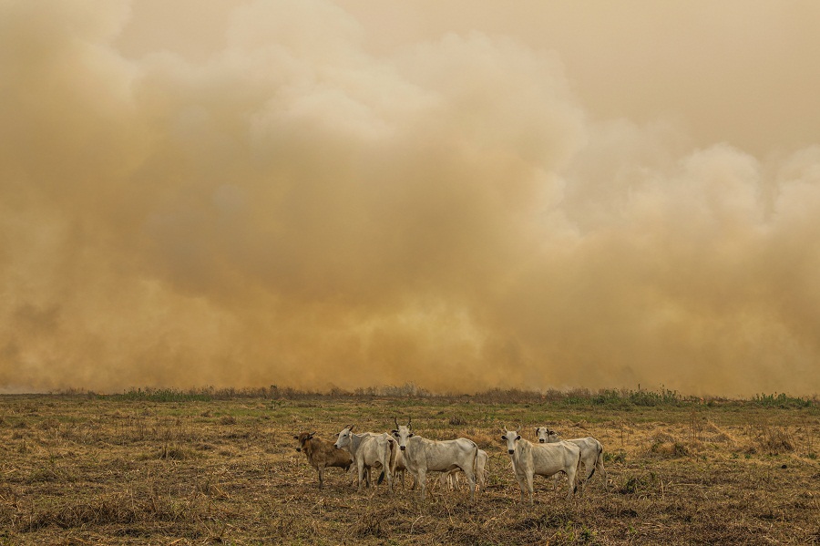 Depois dos incêndios, é momento de vistoriar as cercas e prevenir o fogo no futuro