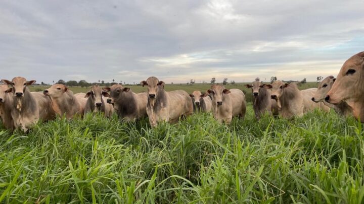 Transição seca e águas: pecuarista deve ter atenção especial ao manejo nutricional no período